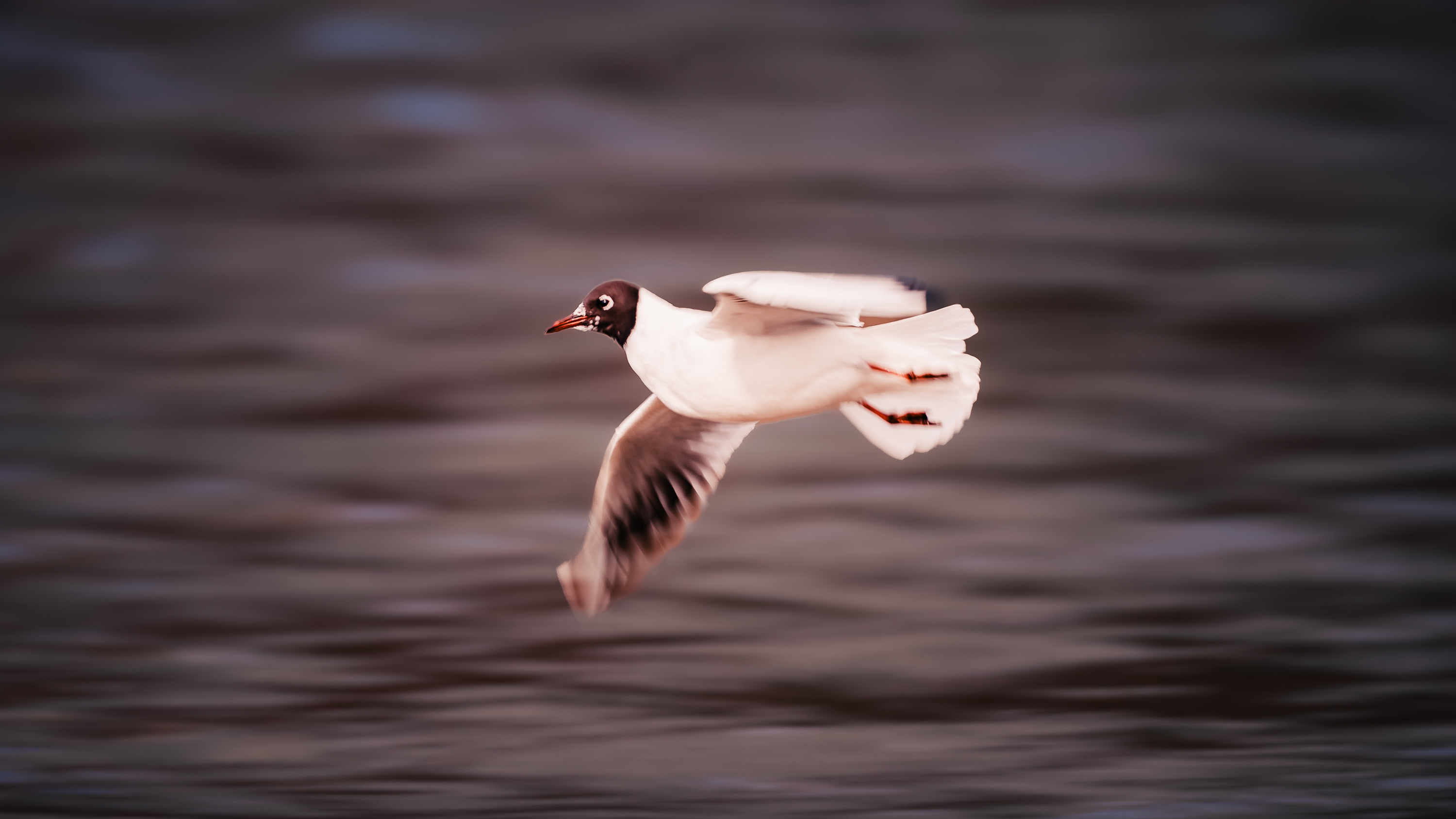 Thalkirchen Wasservoegel 2863